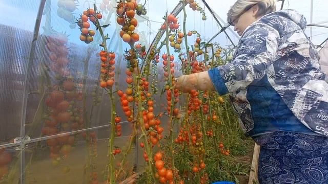 16 сентября. Собрала🍅 "Сладкие гирлянды"🍅 Немного переспели... смотреть онлайн