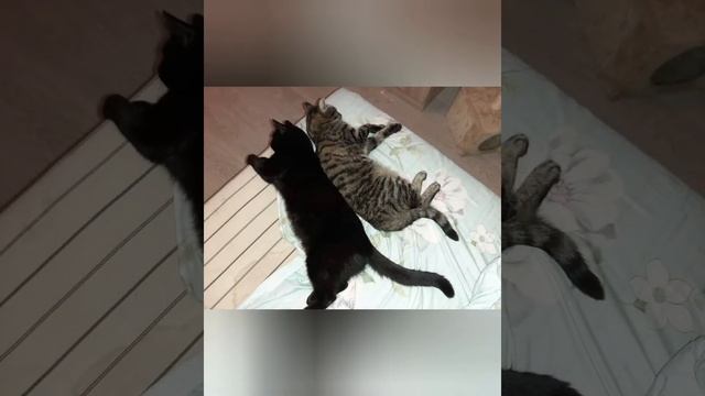 Как спят кошки #shorts смотреть онлайн
