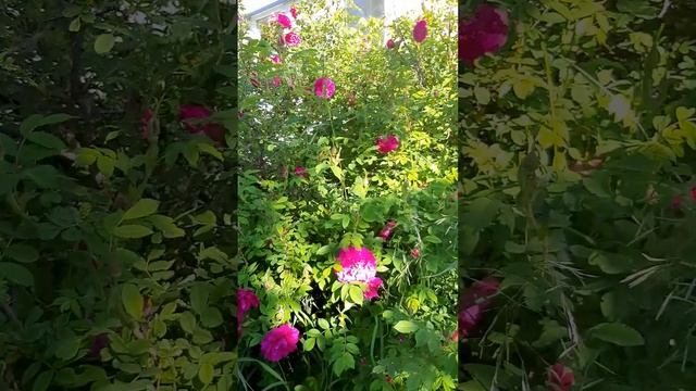 Шиповник ,в цвету,,