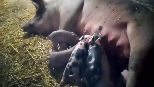 Опорос свиньи, свиноматки Дуси ,как прошел опорос и сколько поросят привела!!! смотреть онлайн