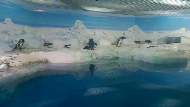 Шанхайский Океанариум 15 смотреть онлайн
