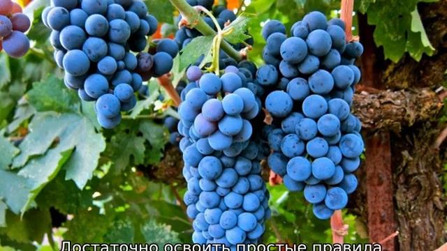 Виноград в Сибири для начинающих: посадка и уход смотреть онлайн