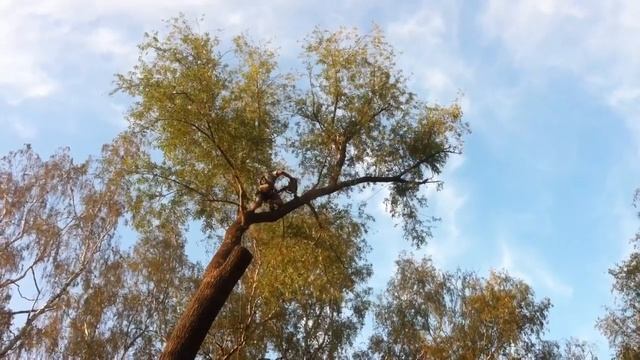 Удаление дерева по частям смотреть онлайн