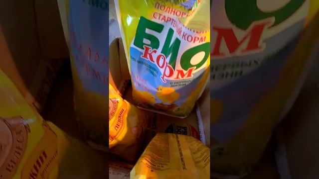 Цыплята Бройлеров КОББ 500 Чехия/ Кормление, пропойка с первых дней жизни смотреть онлайн