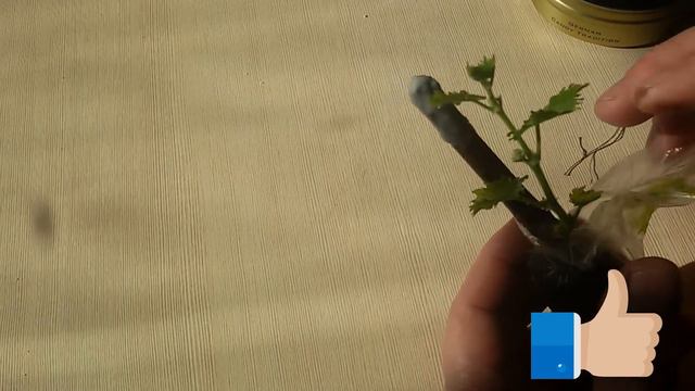 Укоренение однопочковых черенков винограда Результат в торфяных таблетках смотреть онлайн