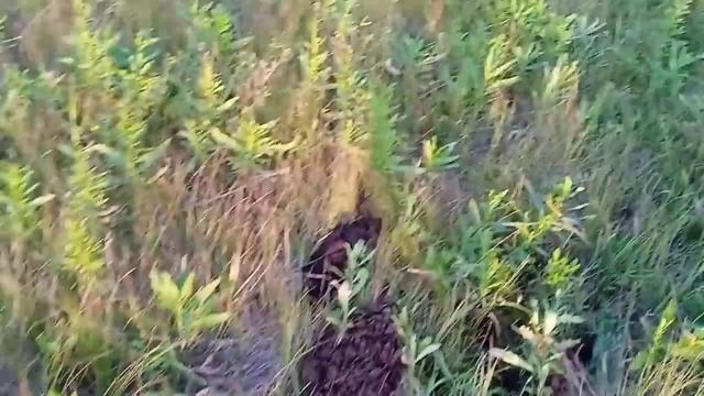 Металлокоп за деревней. Сдача металла.