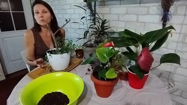 ДЕ РОЗМІСТИТИ КІМНАТНІ РОСЛИНИ З БАЛКОНІВ, ВЕРАНДИ, ДАЧІ???🤔 ОБ'ЄДНАННЯ РОСЛИН🌿☘️ смотреть онлайн