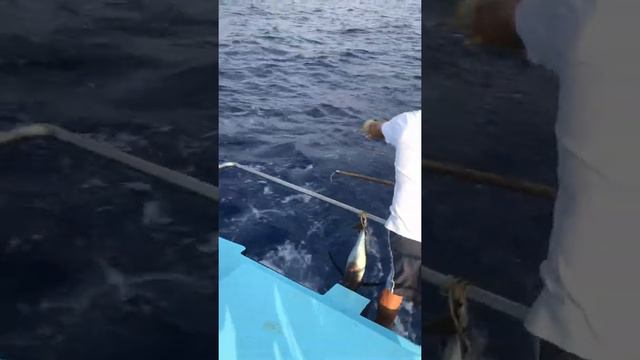 Ловля тунца на троллинг в Августе на КИПРЕ(Tuna fishing for trolling in August in CYPRUS) смотреть онлайн