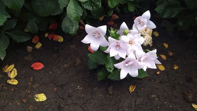 #В#моем#садочке#красивые#цветочки. смотреть онлайн