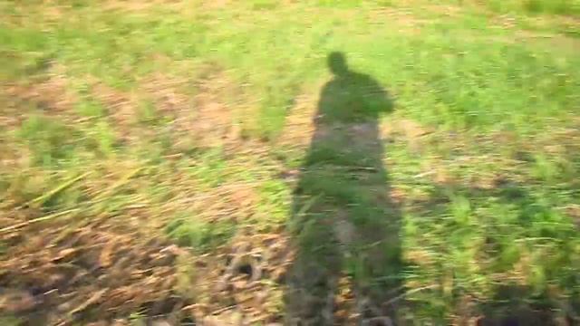 Сбор урожая воздушки чеснока "Любаша" смотреть онлайн