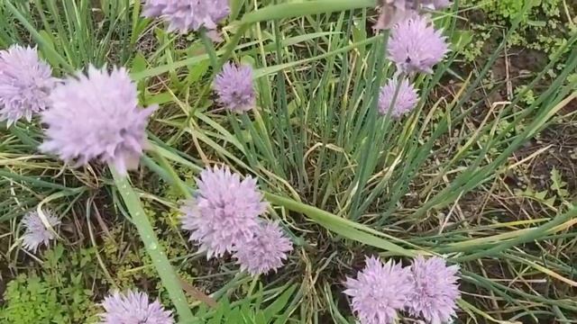 Сорвали джекпот. Обзор Saveliy Ad