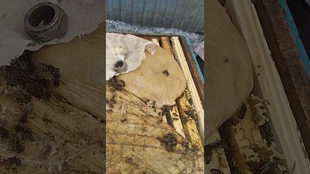 Весной лечение пчёлак от вирусов смотреть онлайн