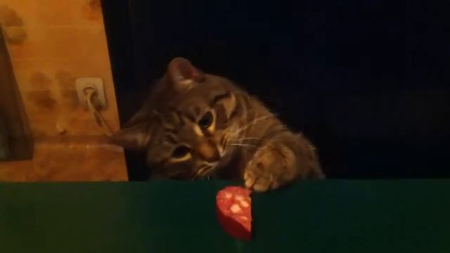 Кот и колбаса. смотреть онлайн