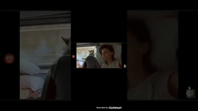 я смотрю видео как мята едет в гости к Нике! (catmiata) смотреть онлайн