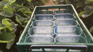 Как выращивают клубнику в Европе? Клубничный бизнес.