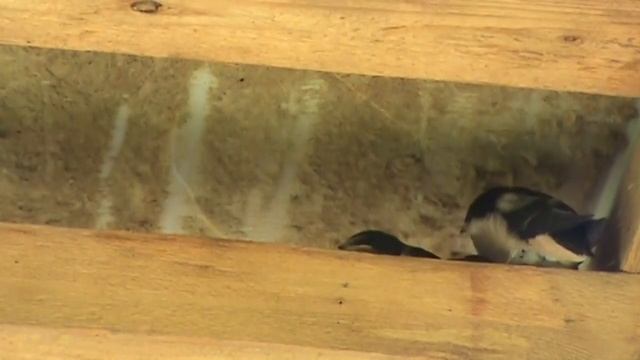 2019 Хотлино Из жизни ласточек и природы, часть 2