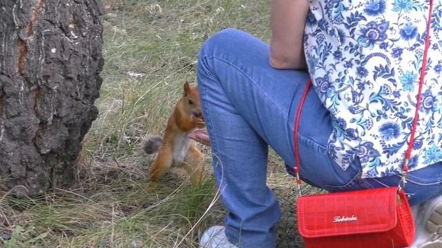 ЛЕТНЯЯ ПРОГУЛКА В ПАРКЕ 30-ЛЕТИЯ ВЛКСМ ОМСК | Кормим белок смотреть онлайн