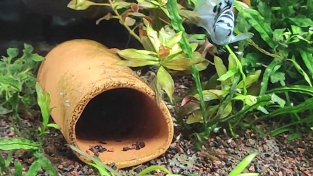 Поплыл малек голубого попугая, заботлевые родители смотреть онлайн