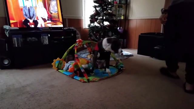 6month pitbull protects 5month baby смотреть онлайн