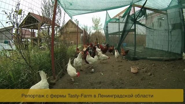 Содержание кур в курятнике.Породы кур смотреть онлайн