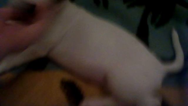злой пёс Джимми кусается смотреть онлайн