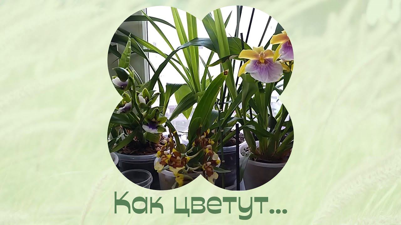 Орхидея, гибикус, хойя, бугенвиллея . Цветение. Обзор. смотреть онлайн