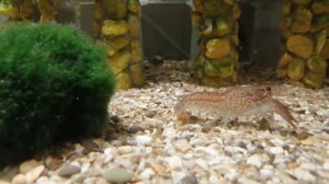 #Аквариум#Мраморный# рак#