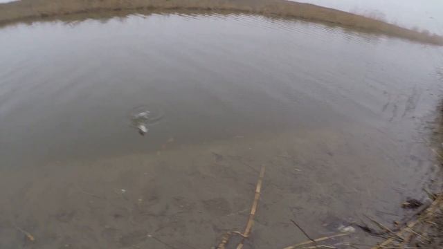 Куча рыбы. Зимняя рыбалка 2021 на открытой воде. смотреть онлайн