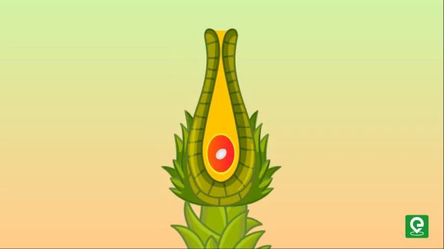 What Is The Lifecycle Of A Moss? | Biology | Extraclass.com