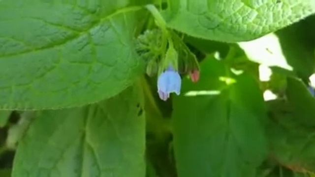 С 1мая вас поздравляю смотреть онлайн