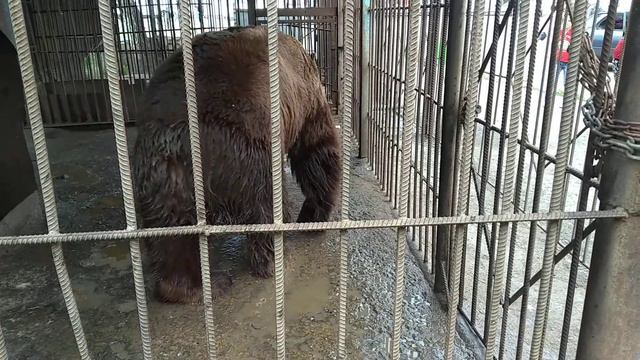 Медведь БАЛУ. Бернский зенненхунд. смотреть онлайн