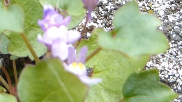 Ivy-leaved toadflax - Cymbalaria muralis - Dvergagin - Dýramunnur - Sumarblóm - Veggplöntur смотреть онлайн