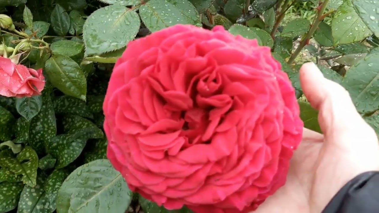 Продолжается первое цветение роз. Радость и печалька: розы после дождя и шквалистого ветра. смотреть онлайн