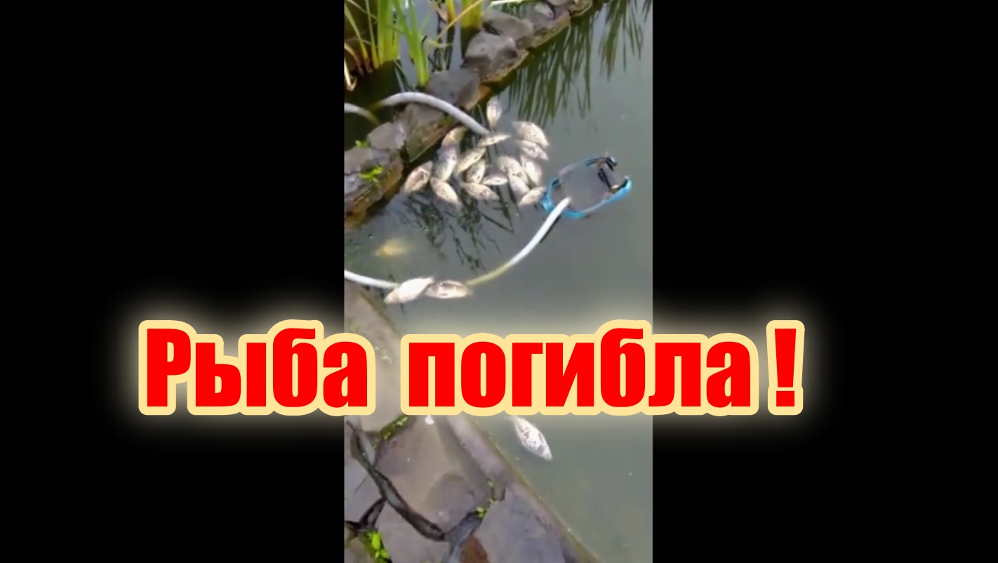 В пруду погибла часть рыбы. смотреть онлайн