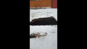 Третий провал грунта на месте нахождения выгребной ямы