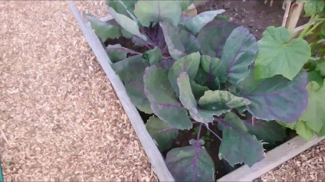 Allotment plot update. Late June. New potatoes! смотреть онлайн