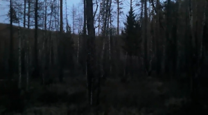 Неизвестный гость, ходит вокруг избушки. Соболь на узерку. 7 серия