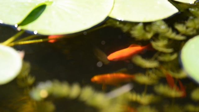 Hotel Benacus Torri del Benaco смотреть онлайн