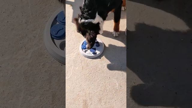 Dog Activity Flip Board Jeu de stratégie pour chien de chez Zoomalia смотреть онлайн