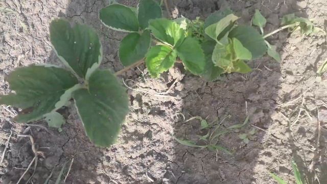 Гербицид по клубники/ какой гербицид работает.