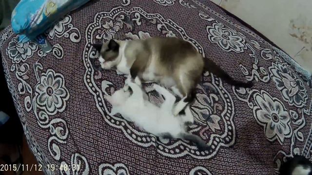 Котэ: семейные разборки/поколение 1 vs поколение 3 смотреть онлайн