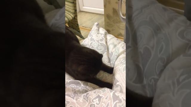 Шотландская вислоухая кошка Ириска играет смотреть онлайн