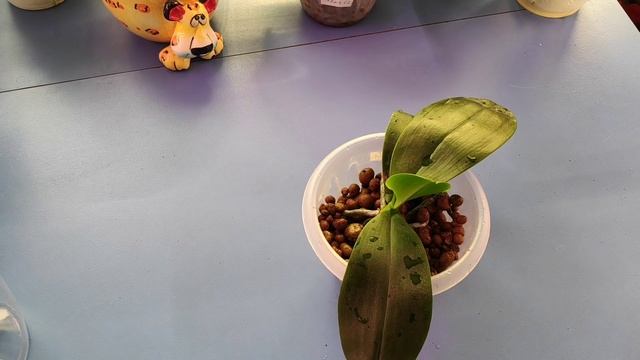 15.03.22.ОРХИДЕЯ Anaconda пересадка через год.. смотреть онлайн