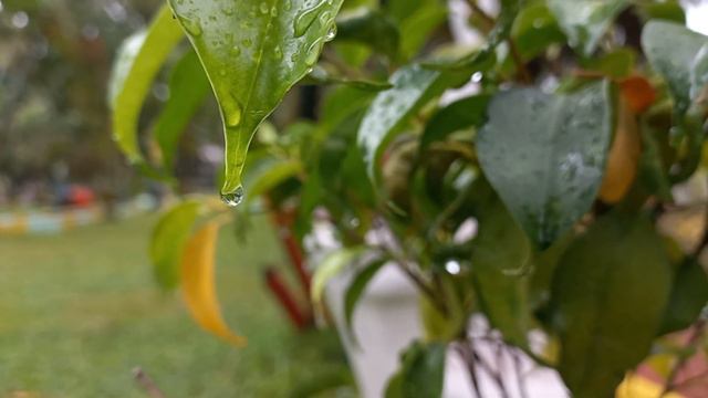 Macro Cinematic on Samsung A32 4G смотреть онлайн