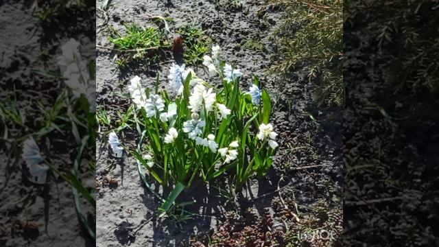 Весна бере своє. Все розквітає.... смотреть онлайн
