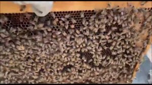 ЭМ-Вита в пчеловодстве (Кировский район, Приморский край)