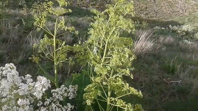 Весенние горы Жамбылской области-Тараз.the spring mountains. смотреть онлайн