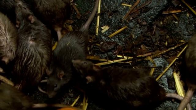 10 Самых Интересных Фактов о Крысах. Факты про Крыс смотреть онлайн