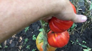 Томат ЦЕРКОВЬ.