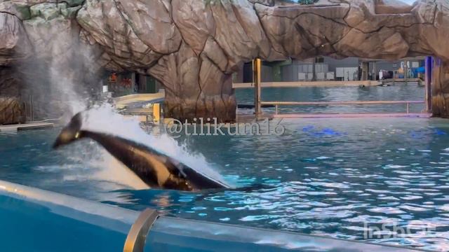 Orca Encounter (Power house Couple) October 27, 2023 - SeaWorld San Diego смотреть онлайн